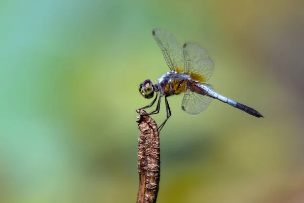 Male Hairy Dragonfly Resting Vegetation — Stock Photo, Image
