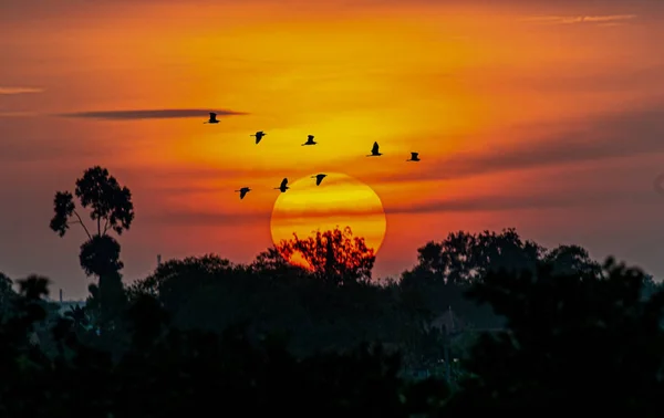 The birds fly back to their homes at sunset
