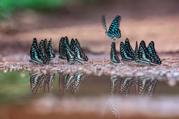 Zbliżenie Monarchy Motyl Monarcha Motyl Żywiący Się Różowymi Kwiatami Letnim — Zdjęcie stockowe