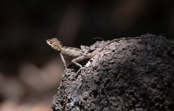 lizard on rock vacant land