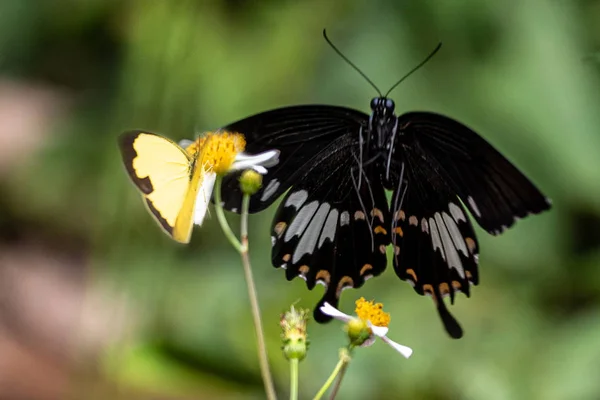 Zbliżenie Monarchy Motyl Monarcha Motyl Żywiący Się Różowymi Kwiatami Letnim — Zdjęcie stockowe