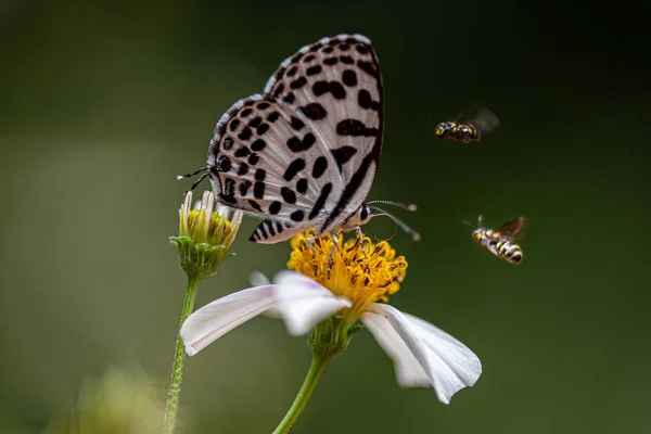 Zbliżenie Monarchy Motyl Monarcha Motyl Żywiący Się Różowymi Kwiatami Letnim — Zdjęcie stockowe