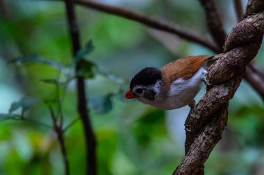 Ormanda vızıldayan güzel bir kuş