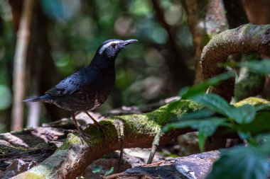 Ormanda vızıldayan güzel bir kuş