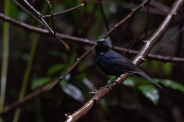 Ormanda vızıldayan güzel bir kuş