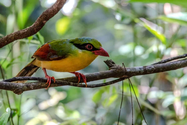 A beautiful humming bird in the jungle