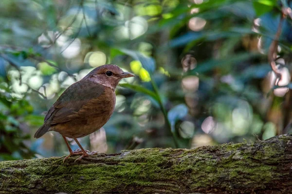 A beautiful humming bird in the jungle