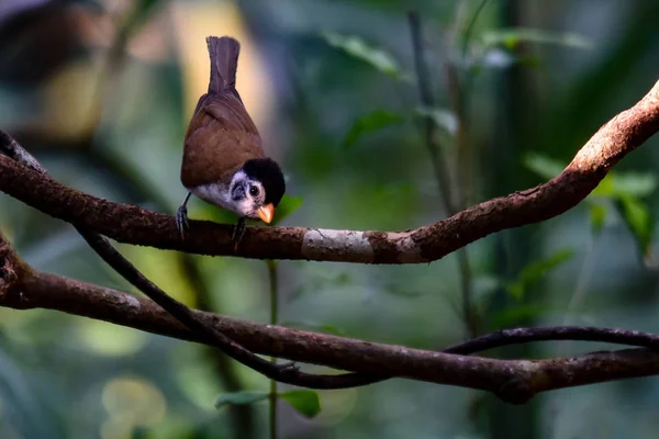 Een Prachtige Kolibrie Jungle — Stockfoto