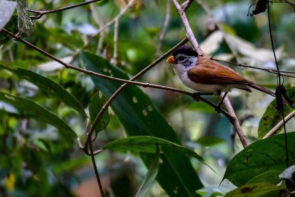 Ein Schöner Kolibri Dschungel — Stockfoto