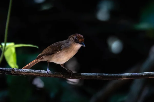 丛林里一只美丽的嗡嗡声的小鸟 — 图库照片