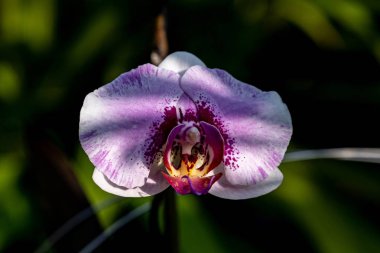 Alstroemeria aurea yazın çiçek açar.