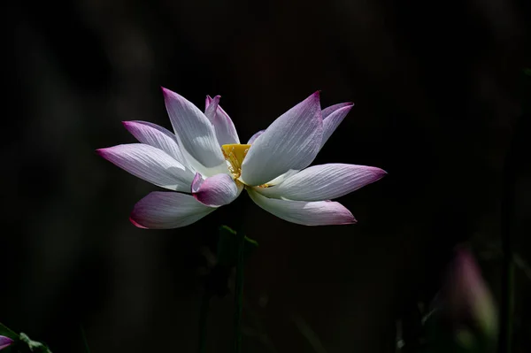 The lotus bloomed at night