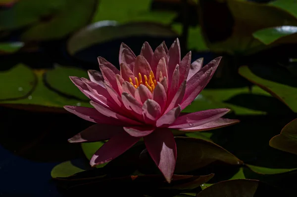 夜幕降临 百合花盛开 — 图库照片