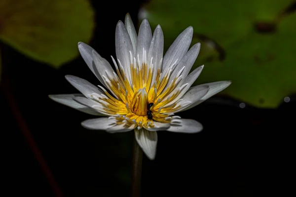 夜幕降临 百合花盛开 — 图库照片