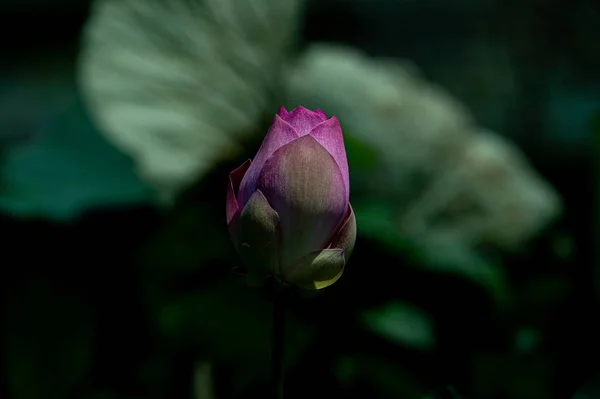 Lotus Blommar Natten — Stockfoto