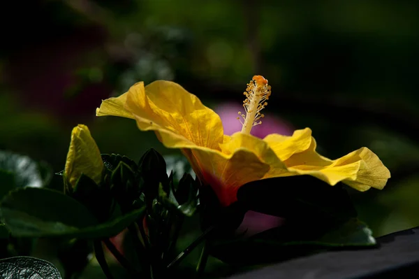 Květy Ibišku Kvetou Noci — Stock fotografie