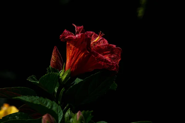 Fleurs Hibiscus Fleurissent Nuit — Photo
