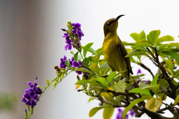 Der Kleine Vogel Sitzt Auf Dem Blumenzweig — Stockfoto