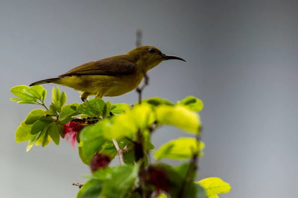 Den Lilla Fågeln Sitter Blomman Gren — Stockfoto
