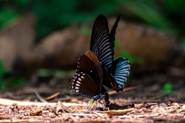 Happiness Black Butterfly — Stock Photo, Image