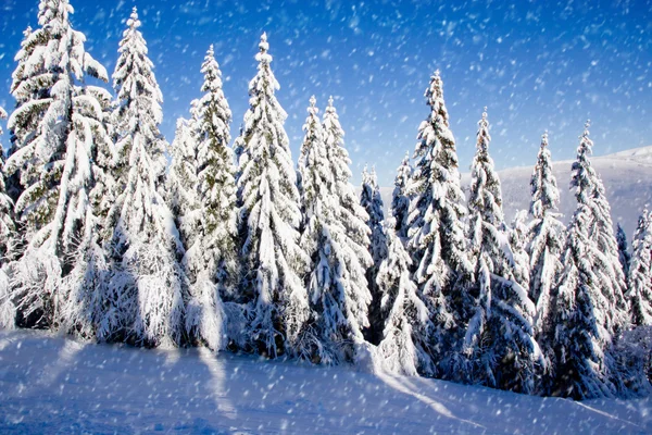 Winter veld en bomen — Stockfoto