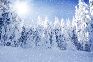 Kış alan ve ağaçlar