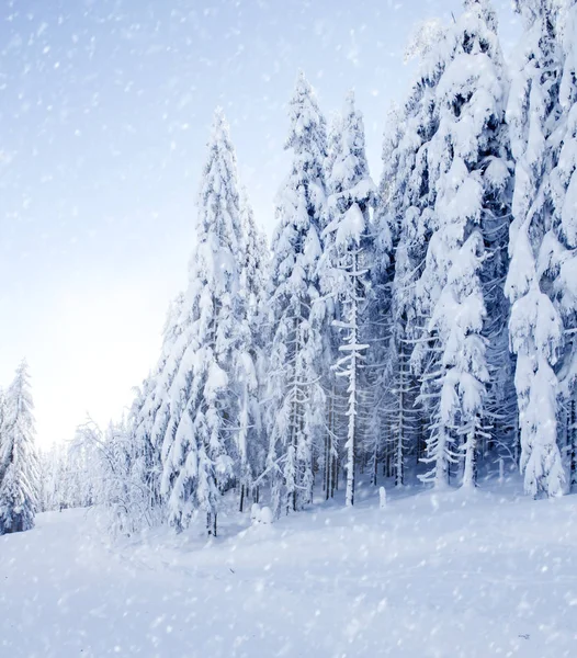 Зимнее поле и деревья — стоковое фото