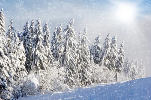 Campo de Inverno e árvores — Fotografia de Stock