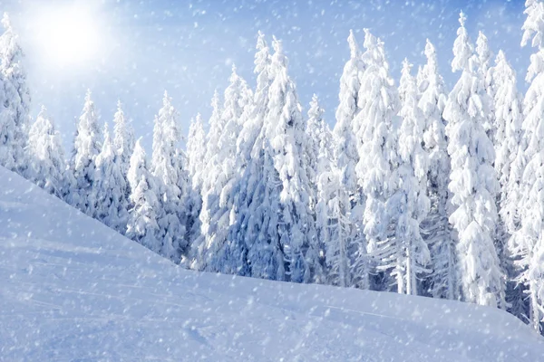 Campo de Inverno e árvores — Fotografia de Stock