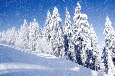 Kış alan ve ağaçlar