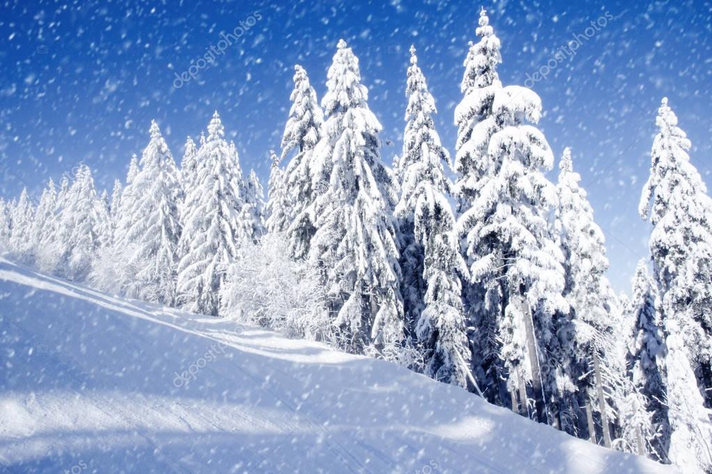 Winter Field and Trees