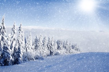 Kış alan ve ağaçlar