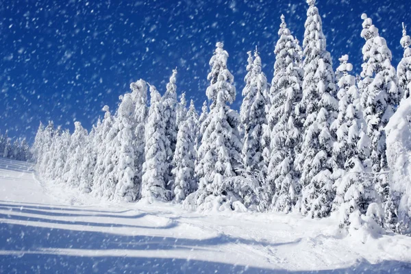 Campo de Inverno e árvores — Fotografia de Stock