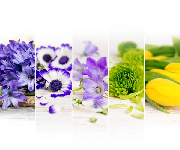 Barevný květ Mix — Stock fotografie