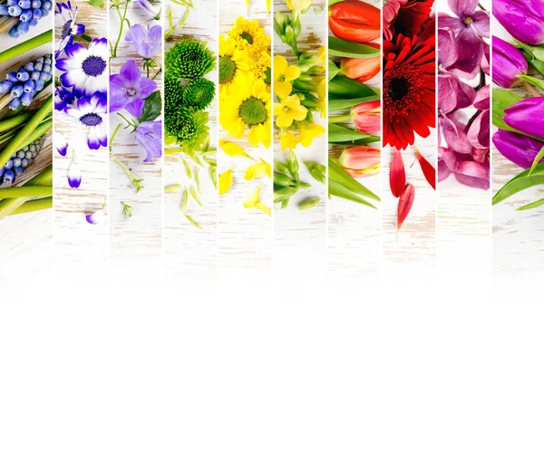 Färgglada Bloom Mix — Stockfoto