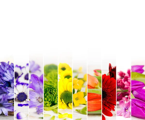 Färgglada Bloom Mix — Stockfoto