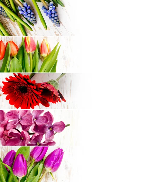 Kleurrijke Bloom Mix — Stockfoto
