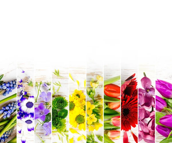 Colorful Bloom Mix — Stock Photo, Image