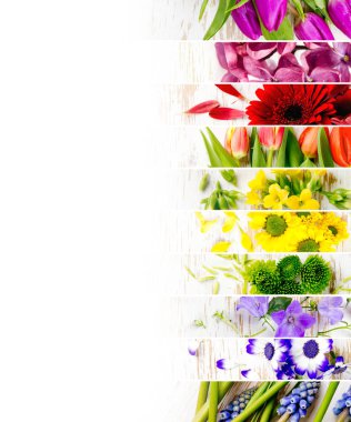 Renkli çiçek Mix