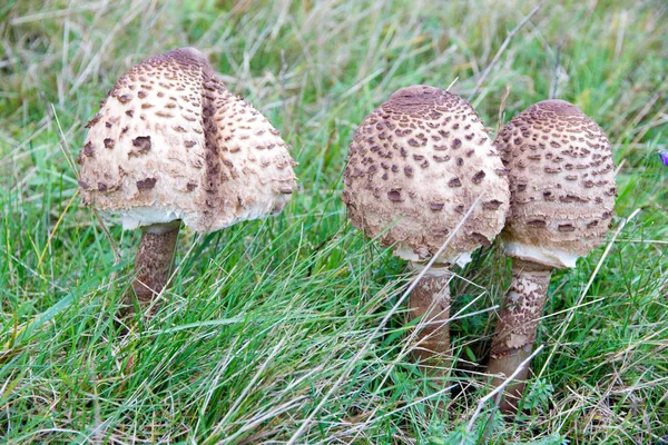 Grupo de hongos de sombrilla —  Fotos de Stock