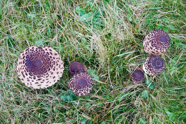 Grupa grzyb parasol — Zdjęcie stockowe