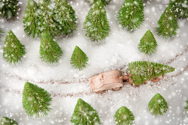 Christmas Tree on a Car in the Forest — Stock Photo, Image