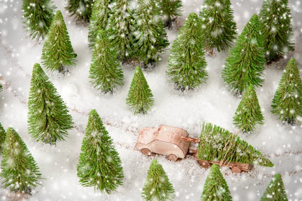 Christmas Tree on a Car in the Forest — Stock Photo, Image
