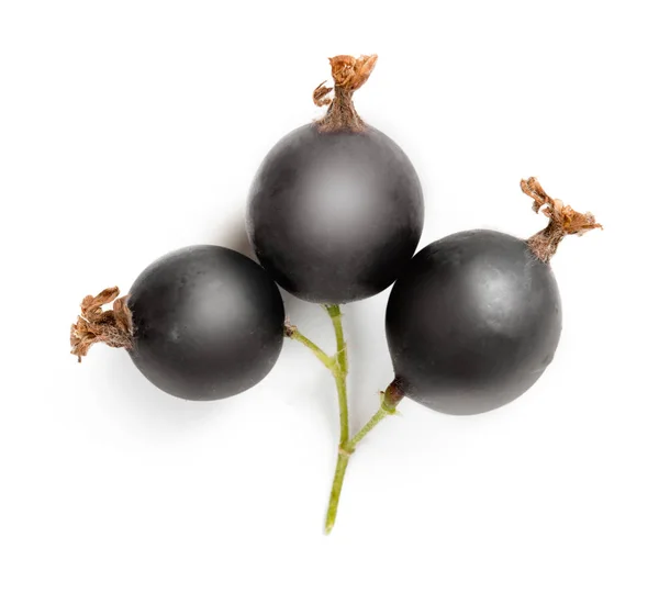 Black Currant Group Isolated — Stock Photo, Image