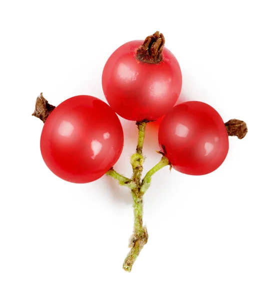 Red Currant Group Isolated — Stock Photo, Image