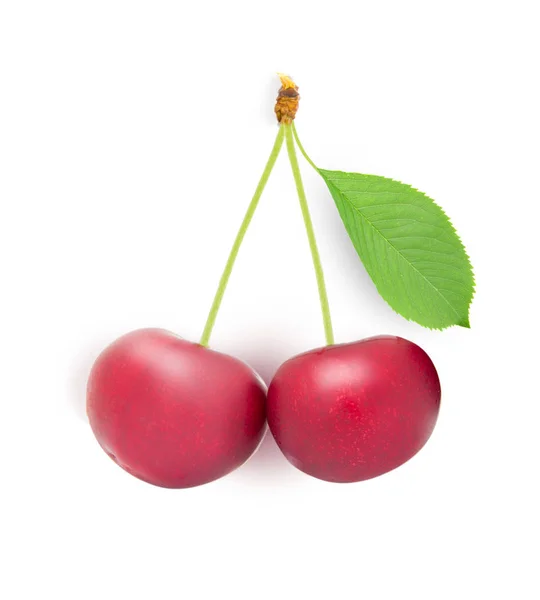 Sour Cherry Group geïsoleerd — Stockfoto