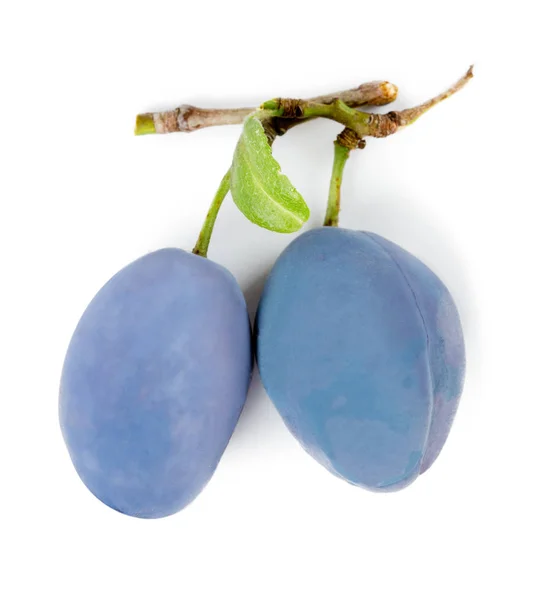 Plum Group Isolated — Stock Photo, Image