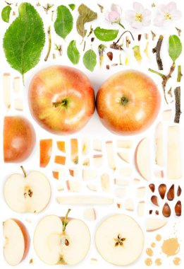 Apple Collection Özet