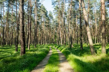 Ormandaki ağaçlar bahar