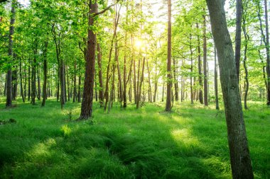 Ormandaki ağaçlar bahar